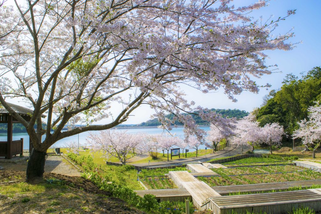田原市の桜、菖蒲、星空、ホタル、夕景を楽しむことが出来る場所を紹介!田原市観光‐初立池公園 – 貧乏カメラマン日記